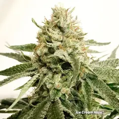 Ice Cream Haze Reg, Фасовка: 10